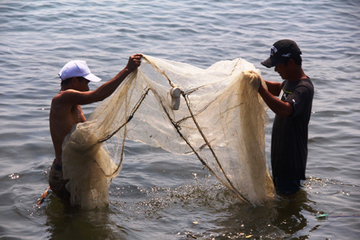 Cá rò sống được thương lái thu mua với giá 400.000 đến 600.000 đồng mỗi rổ.