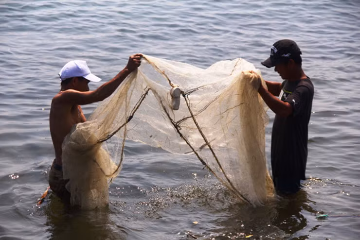 Cá rò sống được thương lái thu mua với giá 400.000 đến 600.000 đồng mỗi rổ.