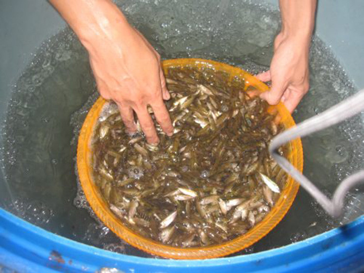 Địa hình Huế nằm tiếp giáp với biển Thuận An nơi có rất nhiều cá rò sinh sống. Vì thế, cá rò là một đặc sản nổi tiếng ở Huế.