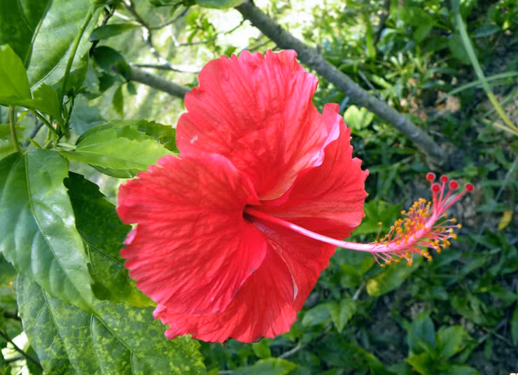 Ngoài ra, lá dâm bụt còn có thể luộc chấm nước mắm tỏi ớt, xào tỏi... ăn rất ngon và mát.