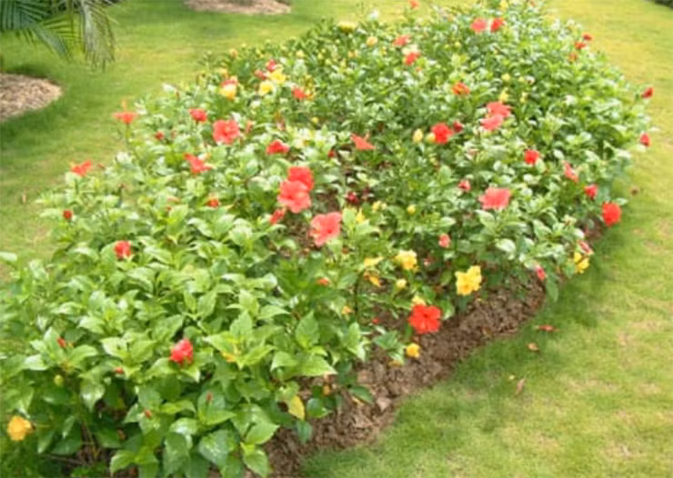 Ở thành phố, một số địa điểm bán rau dâm bụt với giá 50.000-90.000 đồng/kg.