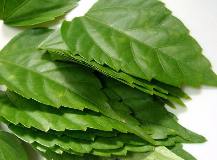 Khi nhai, rau tan ngay nơi đầu lưỡi rất ngon miệng.