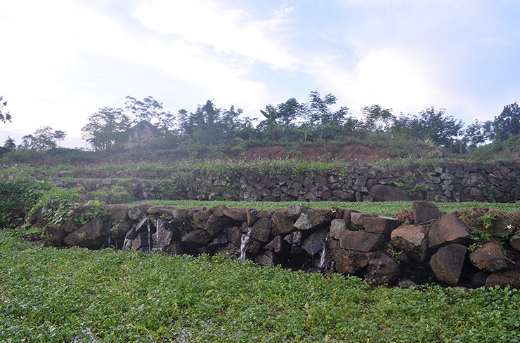 Trồng rau liệt đặc biệt ở chỗ là không được bón phân. Rau này chỉ cần bón một chút phân tro, nếu bón nước bẩn nó sẽ vàng úa rồi chết.
