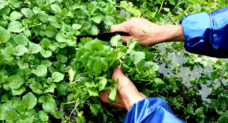 Thân của rau liệt trôi nổi trên mặt nước và lá của nó là loại lá phức hình lông chim