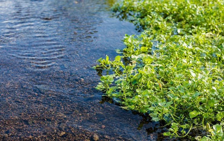 Cứ mỗi vụ mùa, giá rau liệt lại dao động lên xuống từ 10.000 - 20.000 đồng/kg khi bán cho thương lái