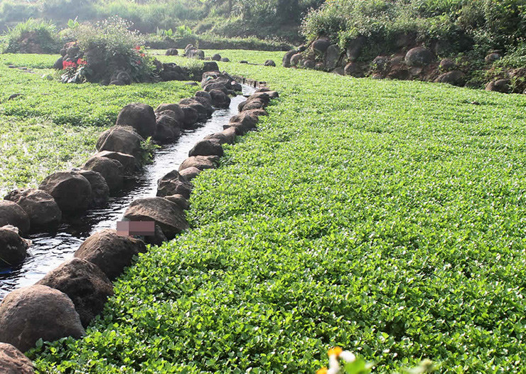 Loại rau này không sống ở những vùng nước bẩn, chính vì vậy mà chúng còn được mệnh danh là loài rau “ở sạch” nhất.