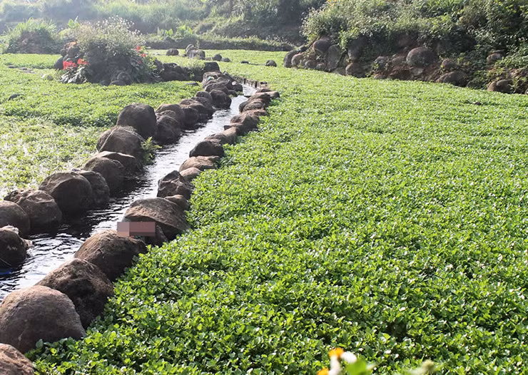 Loại rau này không sống ở những vùng nước bẩn, chính vì vậy mà chúng còn được mệnh danh là loài rau “ở sạch” nhất.