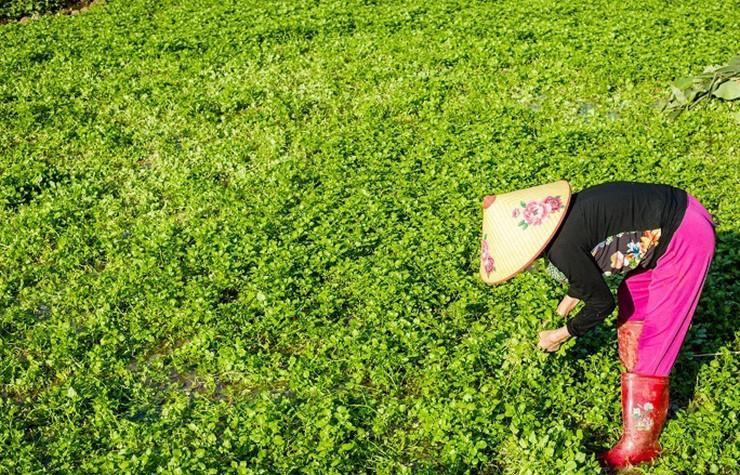 Trung bình mỗi sào rau liệt, người dân thu lãi trên 25 triệu đồng/sào/mùa vụ. Như vậy, một năm thu gần 100 triệu nếu như người dân có nhiều đất trồng rau liệt.