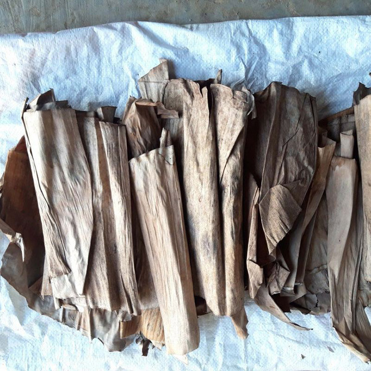 Nhiều người dân ở huyện Khoái Châu, Hưng Yên làm thêm nghề thu hái lá chuối để bán.