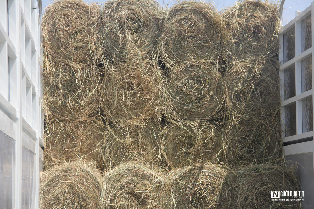 Sau khi người dân thu hoạch lúa, rơm được phơi nắng trên cánh đồng từ 2 - 3 ngày cho khô hẳn mới có thể cuộn. Tuyệt đối không được thu gom rơm vào thời điểm cuối chiều hoặc sáng sớm, vì lúc này độ ẩm cao, rơm sẽ bị ẩm, không đáp ứng yêu cầu của khách hàng.
