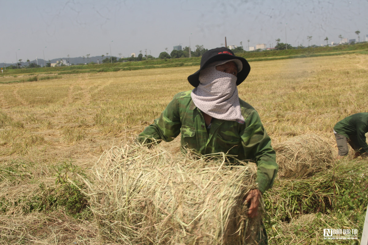 Nghề cuộn rơm thu hoạch mạnh nhất là vụ lúa xuân bởi mùa này nắng gay gắt, rơm nhanh khô, mặt ruộng không lầy lội nên máy có thể xuống đồng dễ dàng. Tuy nhiên theo anh Hoan những mùa nào mưa kéo dài thì không thu hoạch được rơm nên lỗ.