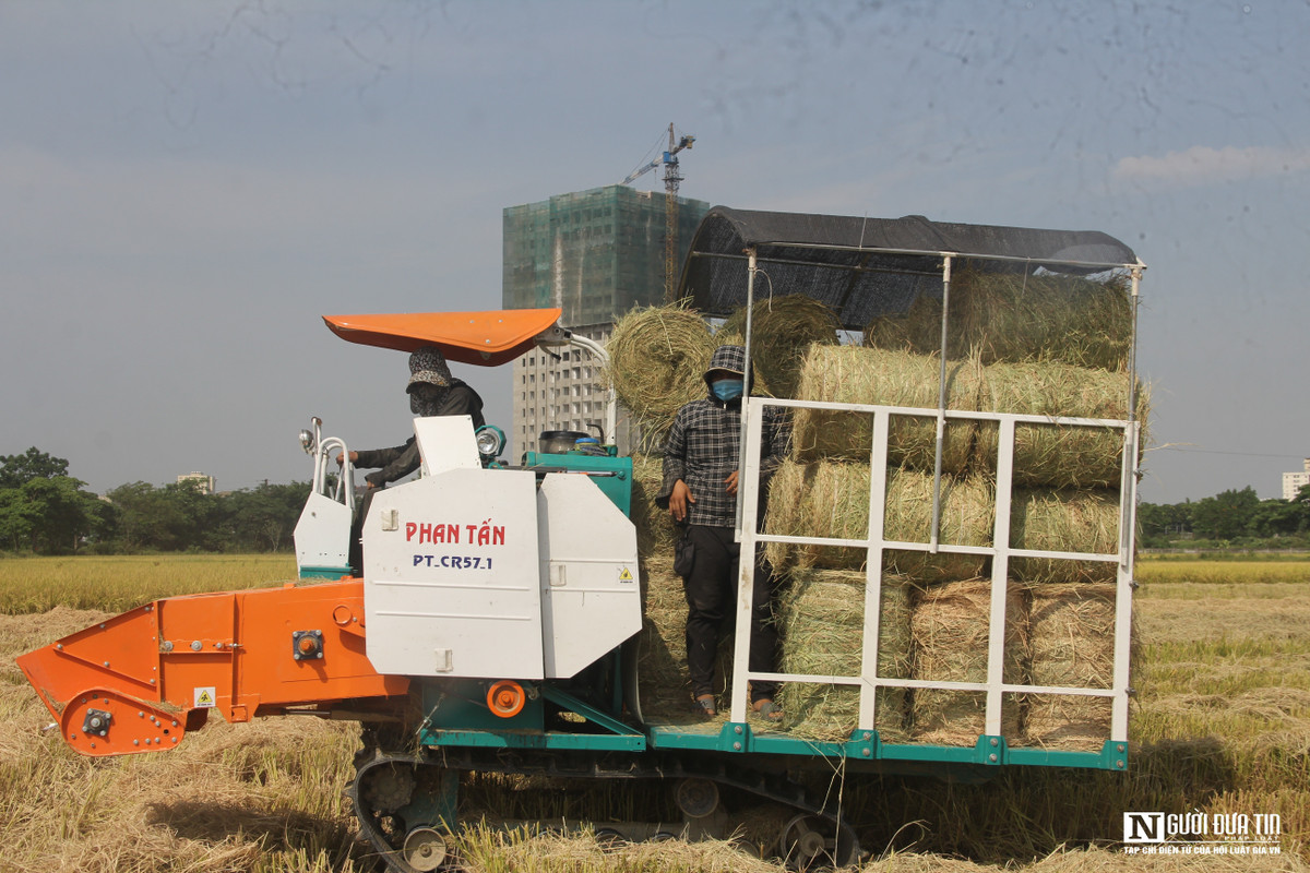 Công việc nhìn đơn giản nhưng thực chất nó đòi hỏi kỹ thuật điều chỉnh máy cao. "Tranh thủ thời gian nắng to chúng tôi mới thu hoạch được rơm. Khách hàng yêu cầu rơm phải khô, vàng óng, không ẩm mốc,...bởi vậy người thu gom rơm phải ra đồng khi mặt trời đứng bóng.