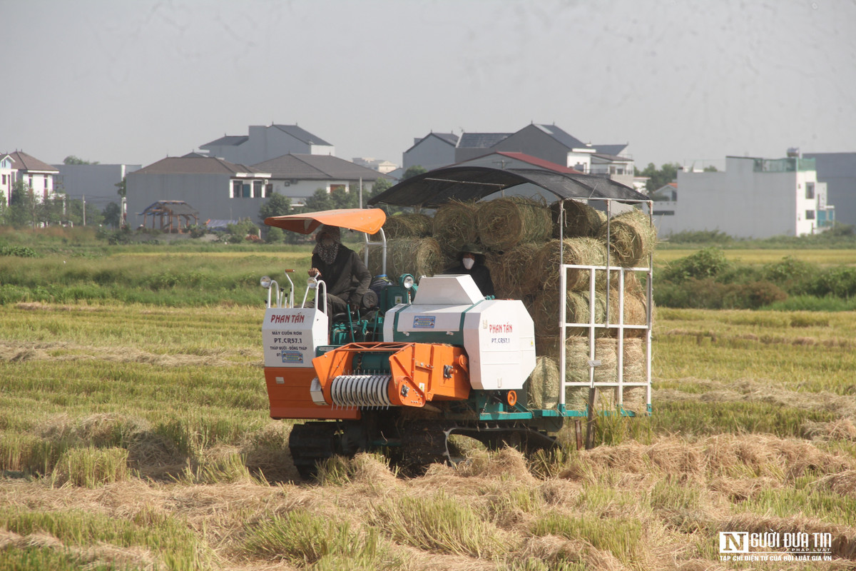 Tại cánh đồng lúa như ở xã Hưng Hoà, Hưng Dũng,....Tp.Vinh hầu như người nông dân đã thu hoạch lúa đưa về nhà phơi cất khô. Máy gặt sau khi thu hoạch lúa sẽ cho ra rơm xếp thành hàng rất ngay ngắn, những người thợ đưa máy cuộn ra đồng để gom rơm tập kết đưa đi nhập cho các trang trại chăn nuôi.