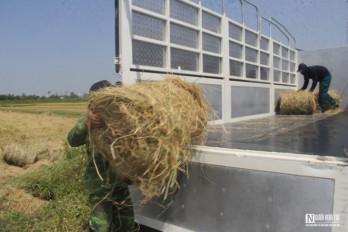 Anh Anh cho biết, bà con thường huy động sức người để gom rơm mang về dự trữ làm thức ăn cho gia súc. Nhà nào không dùng thì đốt bỏ, không những lãng phí mà còn gây ô nhiễm môi trường. Để tận dụng nguồn phụ phẩm này, anh chủ động tìm hiểu đầu tư mua máy thu rơm và cung ứng cho thị trường. Sắp tới, anh Anh dự định sẽ mở rộng quy mô xuất khẩu rơm cuộn ra các nước như Nhật Bản, Hàn Quốc,...