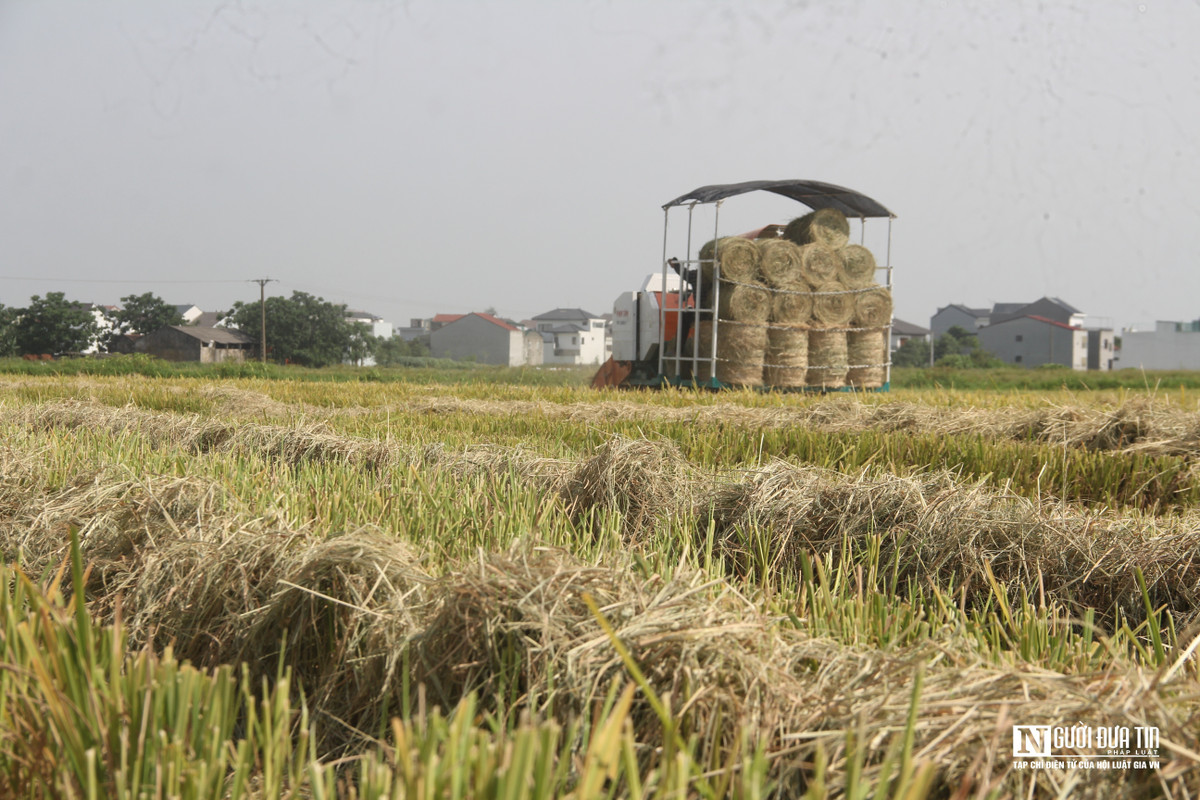 Những năm gần đây nhiều doanh nghiệp mở rộng quy mô chăn nuôi gia súc nên nhu cầu thu mua cũng cao vì vậy những người thu gom rơm không lo bị ế "hàng".