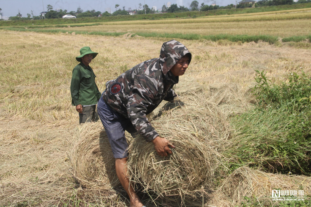 Anh Hoàng Văn Anh, SN 1985, trú tại xã Hưng Tây, huyện Hưng Nguyên, tỉnh Nghệ An làm nghề thu rơm được 10 năm nay. Mấy năm trước, anh chỉ đầu tư nhỏ lẻ. Nhưng mấy năm gần đây anh mở rộng quy mô, đầu tư thêm máy móc và ô tô tải lớn để chở hàng đi cung cấp cho các doanh nghiệp trên địa bàn Nghệ An và các tỉnh phía Bắc.