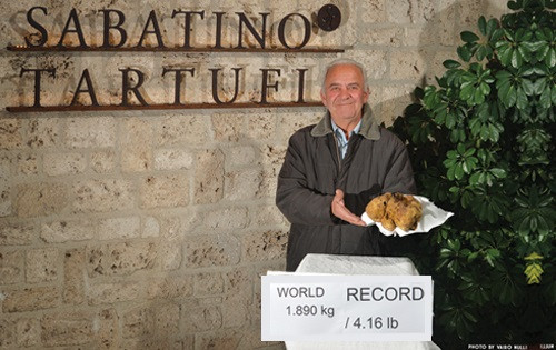 Cây nấm truffle trắng lớn nhất thế giới được phát hiện từ trước tới nay. Ảnh: Business Insider.