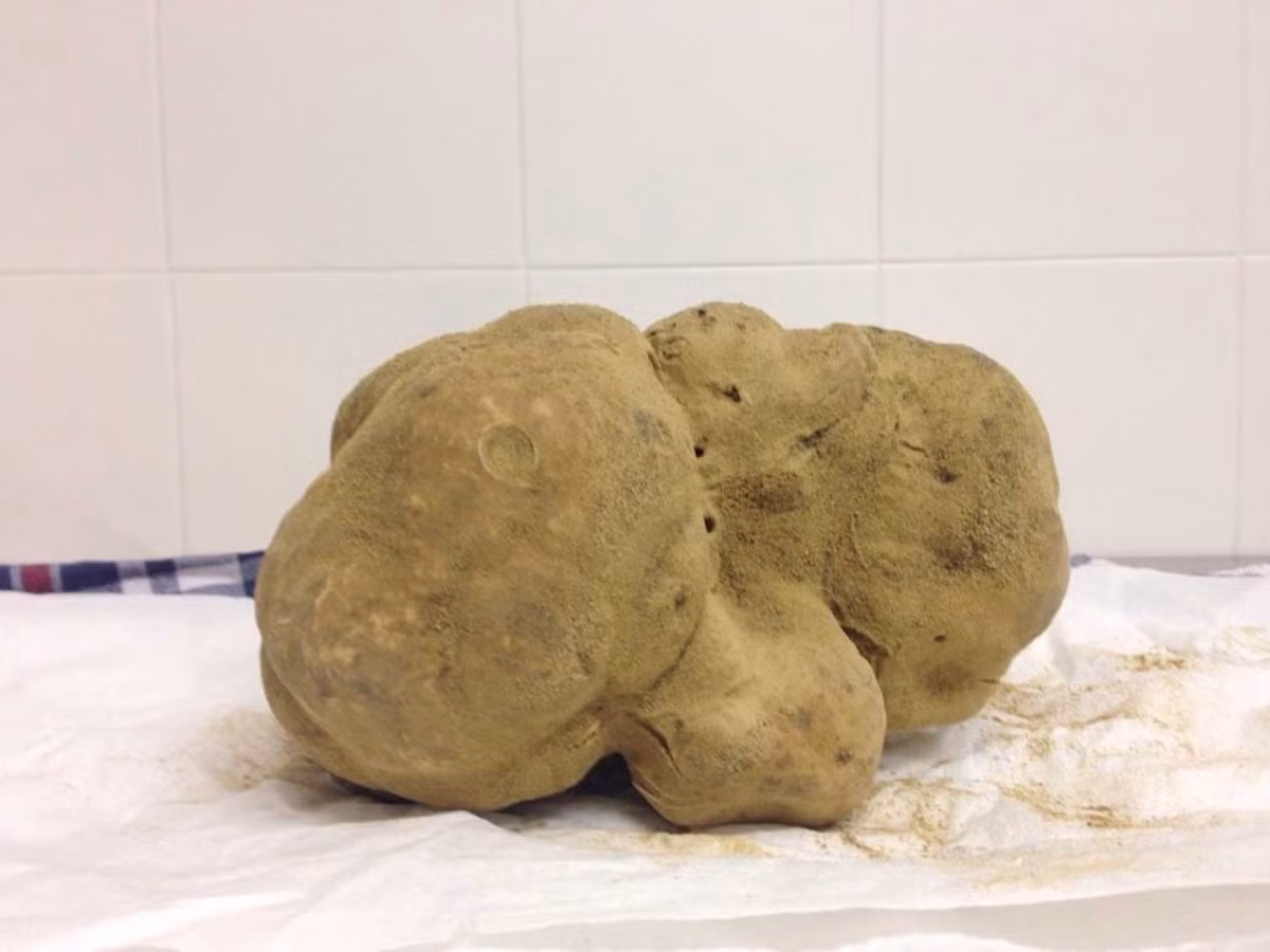 Nấm truffle trắng là một trong những loại thực phẩm đắt nhất thế giới. Ảnh: Business Insider.