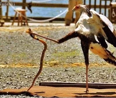 Đừng đùa với anh.