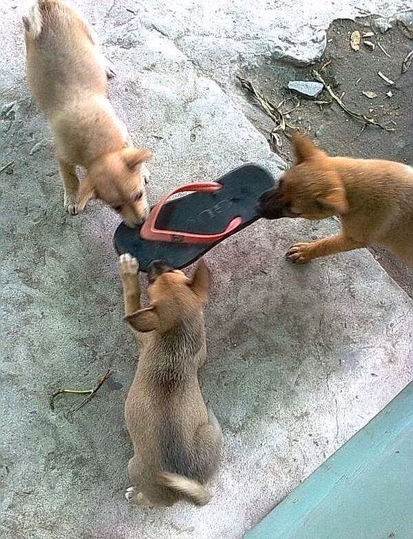 Đến chơi nhà bạn, ra về gặp cảnh tượng này!