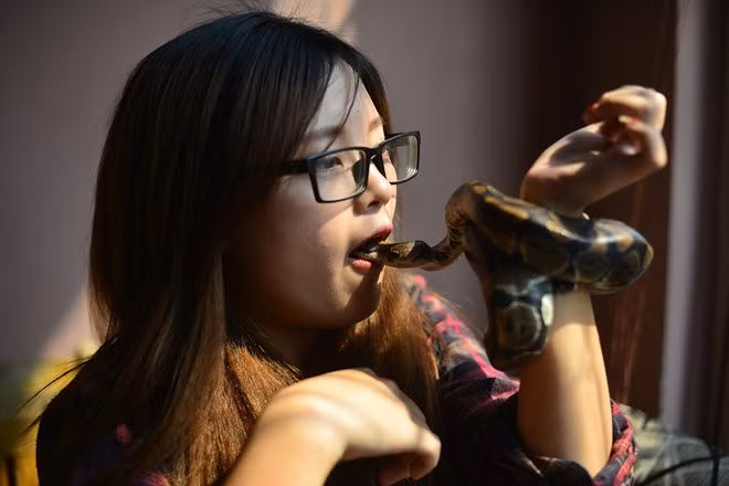 Ngoài sở thích hôn, nữ sinh 19 tuổi còn cho đầu trăn vào bên trong miệng để "đá lưỡi".