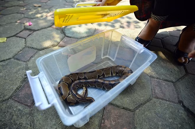 Trà My nuôi trăn ở nơi ở là một căn phòng trọ gần trường mình học. Mỗi khi vắng nhà hoặc ngủ cô cho trăn vào một chiếc hộp để trông giữ.