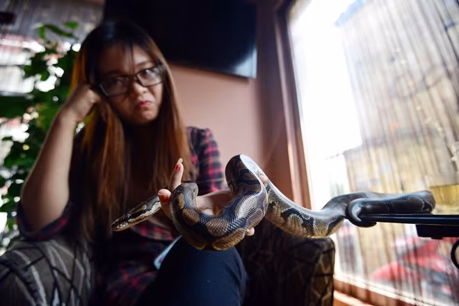 "Biết mình đang nuôi và chăm sóc trăn, nhiều bạn bè lảng xa trên 1 m, không phải họ ghét mà là quá sợ trăn", Trà My nói.