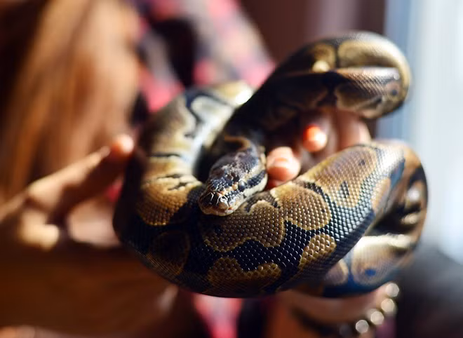 Loài trăn Trà My đang chăm sóc thuộc dòng ball, rất lành. Con trăn này dài gần 1 m, nặng khoảng 500 gr. Ban đầu cô đặt tên là "anh yêu" nhưng sau đó đổi lại chuyển sang gọi là "con" cho dễ nhớ. Thỉnh thoảng buồn bực chuyện gì trong cuộc sống, nữ sinh trường Báo chí lại mang trăn ra đùa để lấy lại cảm hứng.