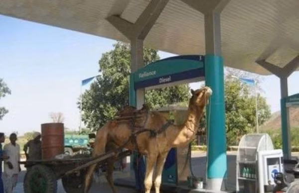 Lạc đà đi đổ xăng.