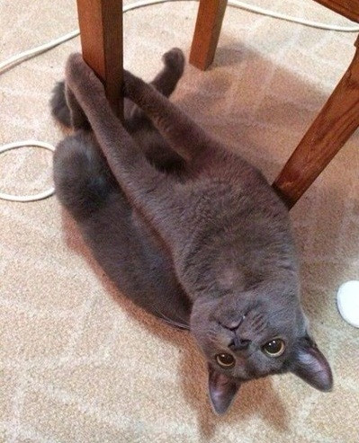 Mèo tập múa cột.