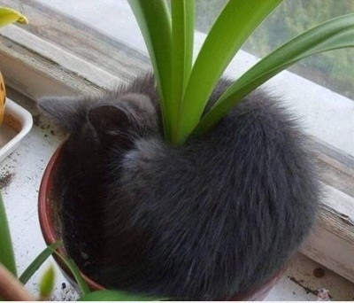 Mèo ủ ấm gốc cây.