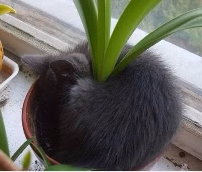 Mèo ủ ấm gốc cây.