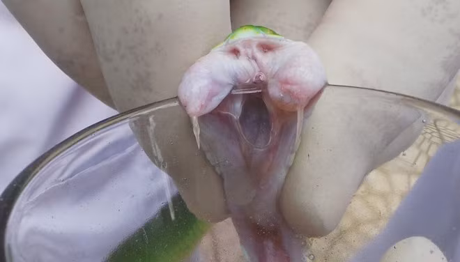 Các chuyên gia áp miệng rắn vào ly để nó phóng nọc vào bên trong. Hai chiếc răng của rắn lục đuôi đỏ rất dài. Khi cắn vào thành ly, nọc sẽ theo răng chảy ra. Lúc loài này mang thai, nọc của chúng độc hơn nhiều so với bình thường. Một lần lấy nọc diễn ra chưa đầy 1 phút/con.