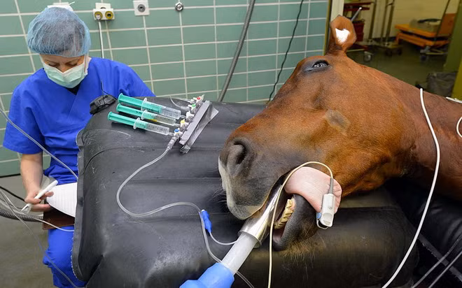 Một con ngựa lớn cũng được đặt trên bàn mổ.