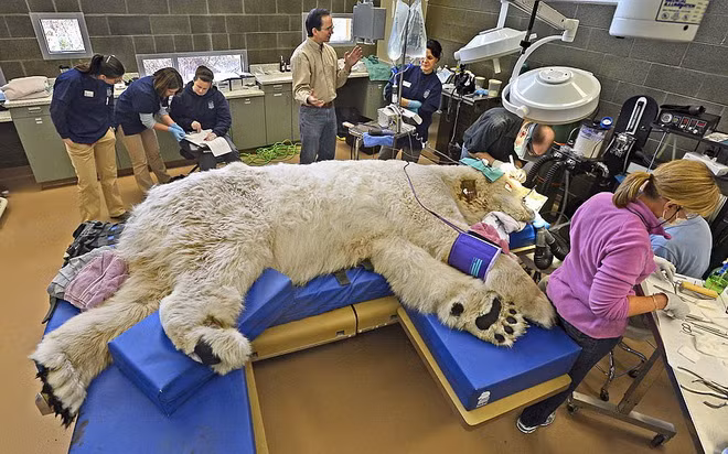 Gây mê cho chú gấu bắc cực khổng lồ.