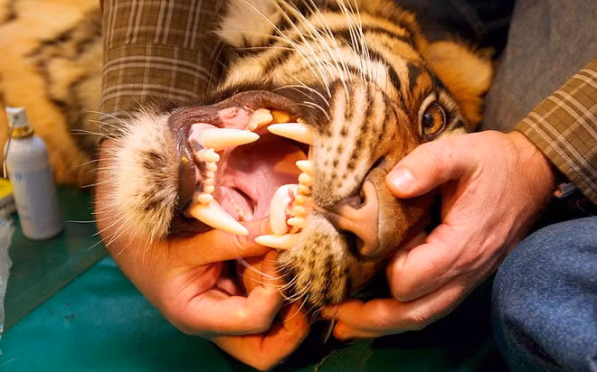 Chú hổ và những chiếc răng đáng sợ.