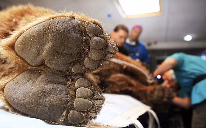 Bàn chân to lớn của một chú gấu nâu.