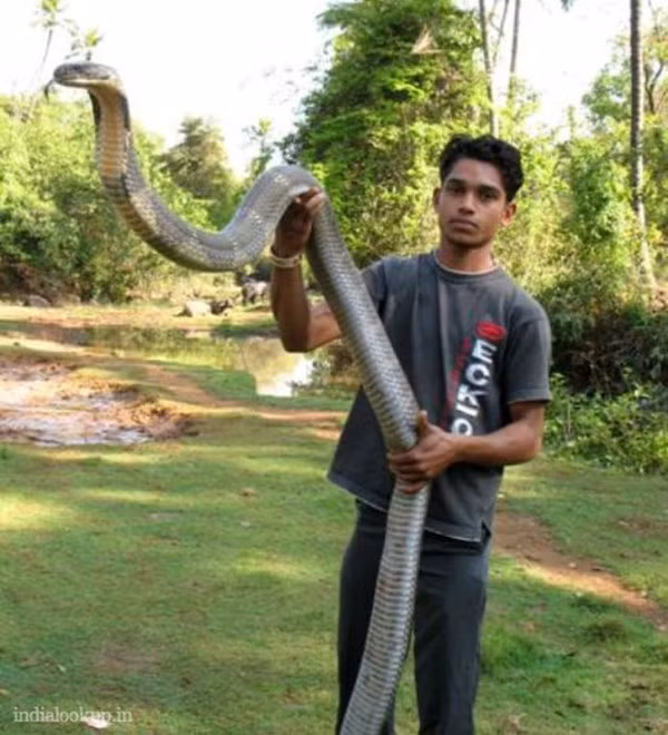 Nhân viên cứu hộ động vật Amrut S.Singh đang cầm trên tay một con rắn hổ mang chúa dài 9,2 feet được giải cứu từ một phòng tắm của một người dân ở Tambdi Surla, Snaguem, Goa vào năm 2010.