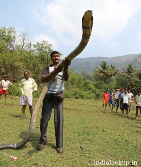 Rắn hổ mang chúa (King Cobra) dài gần 17 feet (khoảng 5,18 mét) tại Kerala, Ấn Độ. Kerala là một bang của Ấn Độ nổi tiếng với các khu bảo tồn thiên nhiên và là nơi cư trú của loài hổ mang chúa khổng lồ. Ngoài Ấn Độ, hổ mang chúa còn có mặt ở hầu khắp các nước Đông Nam Á, trong đó có Việt Nam.