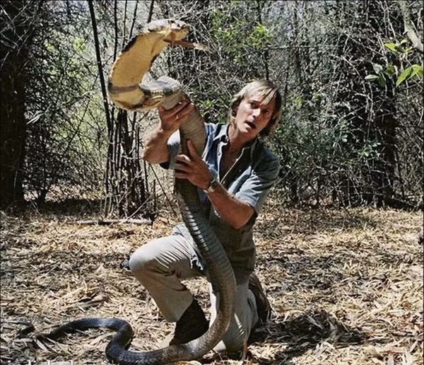 Chuyên gia về rắn Austi Stevens đang thuần phục con “quái vật” hổ mang chúa dài 11,4 feet được tìm thấy tại một khu rừng ở Ấn Độ.