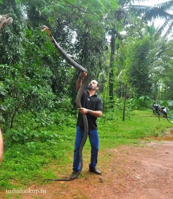 Còn đây là con rắn hổ mang chúa dài 15 feet đang được nhà sinh vật học Joy Mascarenhas thuần phục tại Indabettu, Beltangady, Karnataka, Ấn Độ vào tháng 6/2012.