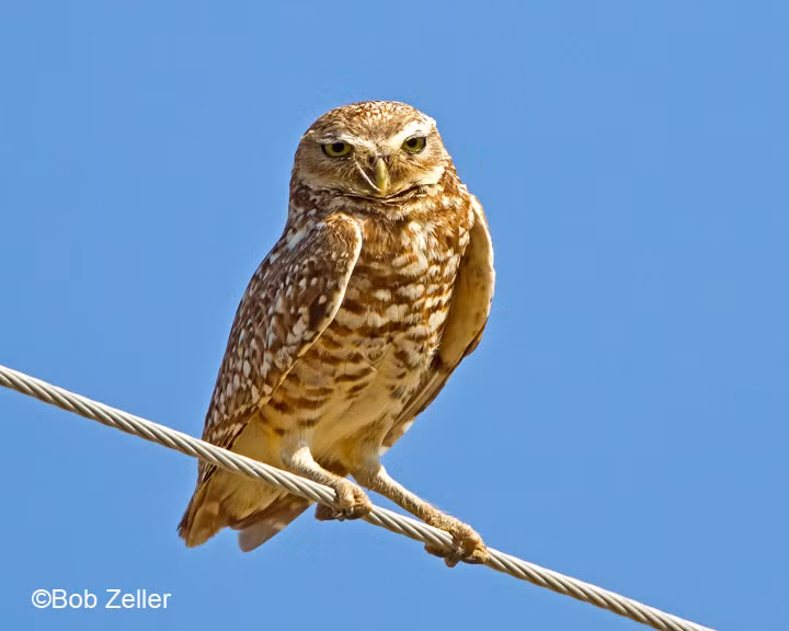 Đôi mắt con cú hằn lên vẻ giận dữ. Theo nhiếp ảnh gia Marina Scarr - người chứng kiến và ghi lại cảnh tượng này thì con cú luôn chiếm ưu thế trong trận chiến quyết liệt này.