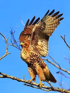 Vậy mà một chú diều hâu vì quá đói đã "cả gan" xâm phạm lãnh thổ của cú mèo để "lấy cắp" thức ăn và trứng.