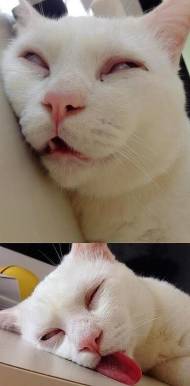 Em mơ màng nghe chim hót trên cao!