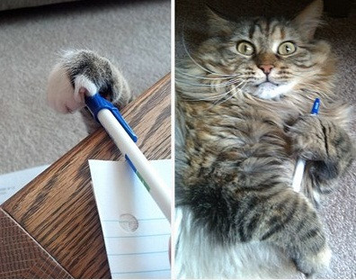 Quyết học bài để thành tài.