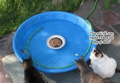 Cuộc đối thoại của mèo.