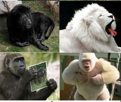 Hắc công tử và bạch công tử.