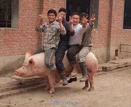 5 anh em hiệp sĩ lợn.