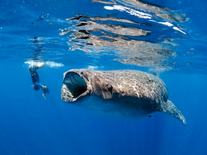 4. Isla Mujeres, Mexico: Trong suốt những tháng mùa hè, hàng trăm con cá mập voi - loài cá mập lớn nhất ở đại dương sẽ di đến phía bắc đảo Mujeres, Mexico để kiếm ăn trong khu vực đầy sinh vật phù du. Trông có vẻ dữ tợn với kích cỡ to lớn khoảng 7,6m và có chiếc miệng rộng đến 1,5m, nhưng cá mập voi rất hiền lành.