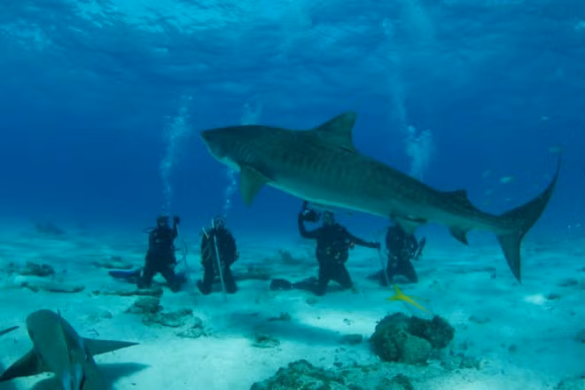 3. Tiger Beach, Bahamas: Vùng biển Tiger của Bahamas là nơi trú ẩn của cá mập hổ, cá mập chanh và cá mập san hô. Trước đó, nơi đây có tên là Dry Bar, nhưng sau đó được đổi tên là Tiger Beach bởi số lượng cá mập hổ tới đây ngày càng nhiều và chiếm đa số. Tuy nhiên việc chiêm ngưỡng cá mập hổ được coi là khá nguy hiểm vì đây là một trong số các loài động vật ăn thịt người khét tiếng.